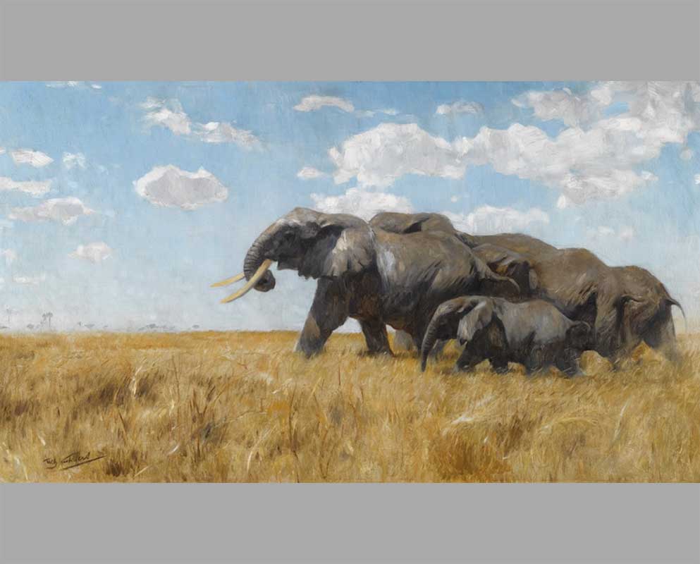 12 Слоны на ходу