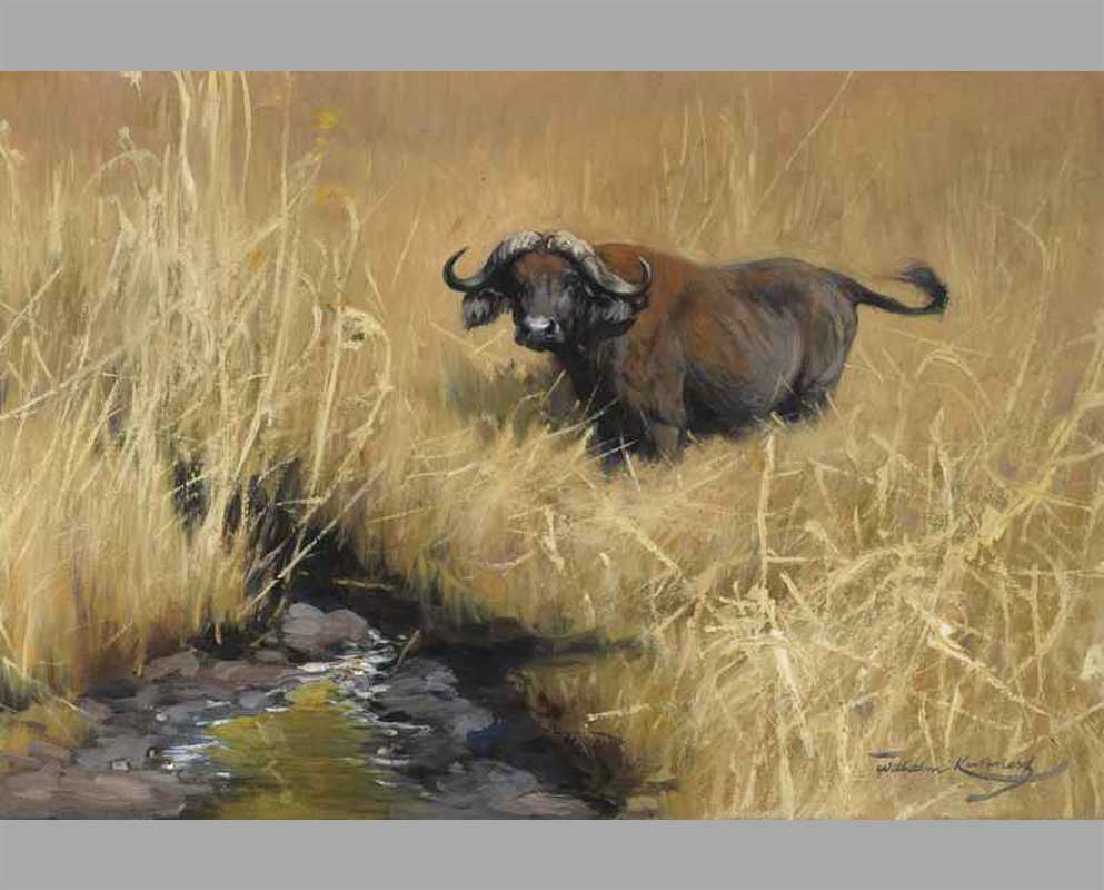 24 Водный буйвол у воды в саванне